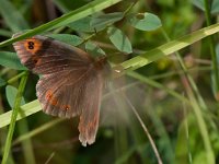 maudoc.com • Erebia aethiops •  IMG_8404.jpg   Erebia aethiops : Erebia, Farfalla