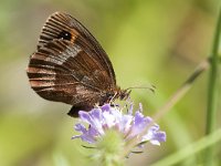 maudoc.com • Erebia aethiops •  IMG_8438.jpg   Erebia aethiops