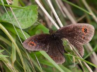 maudoc.com • Erebia aethiops •  IMG_8452.jpg   Erebia aethiops : Erebia, Farfalla