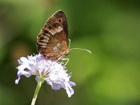 maudoc.com • Erebia aethiops •  IMG_8454.jpg   Erebia aethiops