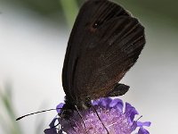 maudoc.com • Erebia aethiops •  IMG_8478.jpg   Erebia aethiops