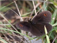 maudoc.com • Erebia aethiops •  IMG_8512.jpg   Erebia aethiops : Erebia, Farfalla