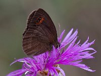 maudoc.com • Erebia aethiops •  IMG_8517.jpg   Erebia aethiops : Erebia, Farfalla