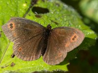 maudoc.com • Erebia aethiops •  IMG_8609.jpg   Erebia aethiops : Erebia aethiops, Erebia, Farfalla