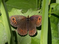 maudoc.com • Erebia aethiops •  IMG_8625.jpg   Erebia aethiops : Erebia aethiops, Erebia, Farfalla