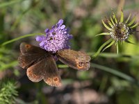 maudoc.com • Erebia aethiops •  IMG_8756.jpg   Erebia aethiops : Farfalla, Erebia, Erebia aethiops