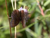 maudoc.com • Erebia aethiops •  IMG_8765.jpg   Erebia aethiops : Farfalla, Erebia, Erebia aethiops