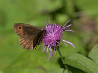 maudoc.com • Erebia aethiops •  IMG_8781.jpg   Erebia aethiops : Farfalla, Erebia, Erebia aethiops