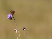 Erebia aethiops