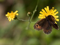 maudoc.com • Erebia aethiops •  IMG_9027.jpg   Erebia aethiops : Erebia, Erebia aethiops, Farfalla