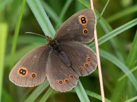 maudoc.com • Erebia aethiops •  IMG_9741.jpg   Erebia aethiops : Farfalla, Erebia, Erebia aethiops