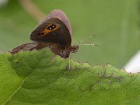 maudoc.com • Erebia aethiops •  IMG_9751.jpg   Erebia aethiops : Farfalla, Erebia, Erebia aethiops