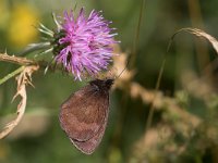 maudoc.com • Erebia aethiops •  IMG_9972.jpg   Erebia aethiops : Farfalla, Erebia, Erebia aethiops