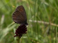 Erebia albergana