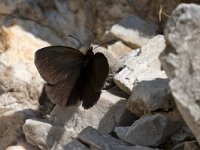 maudoc.com • Erebia albergana •  IMG 2036 albergana.jpg   Erebia albergana : Erebia