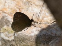 maudoc.com • Erebia albergana •  IMG 2044 albergana.jpg   Erebia albergana : Erebia