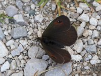 maudoc.com • Erebia cassioides •  IMG_0240.jpg   Erebia cassioides : Farfalla, Erebia, Erebia cassioides