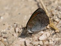 maudoc.com • Erebia cassioides •  IMG_0328.jpg   Erebia cassioides : Farfalla, Erebia, Erebia cassioides