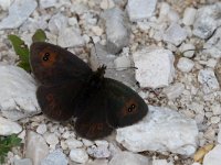 maudoc.com • Erebia cassioides •  IMG_0348.jpg   Erebia cassioides : Erebia, Farfalla, Erebia cassioides