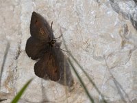 maudoc.com • Erebia cassioides •  IMG_1280.jpg : Erebia, Farfalla, Erebia cassioides