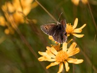 maudoc.com • Erebia cassioides •  IMG_1412.jpg   Erebia cassioides : Erebia, Erebia cassioides, Farfalla