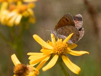 maudoc.com • Erebia cassioides •  IMG_1419.jpg   Erebia cassioides : Erebia, Erebia cassioides, Farfalla