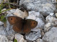 maudoc.com • Erebia cassioides •  IMG_1435.jpg   Erebia cassioides : Farfalla, Erebia, Erebia cassioides