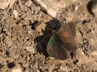 maudoc.com • Erebia cassioides •  IMG_8792.jpg   Erebia cassioides : Farfalla, Erebia, Erebia cassioides