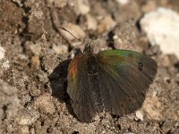 Erebia cassioides