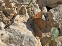 maudoc.com • Erebia cassioides •  IMG_8800.jpg   Erebia cassioides : Farfalla, Erebia, Erebia cassioides