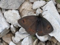 maudoc.com • Erebia cassioides •  IMG_9024.jpg   Erebia cassioides : Erebia, Farfalla, Erebia cassioides