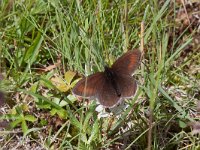 Erebia epiphron