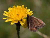 maudoc.com • Erebia epiphron •  IMG_6151.jpg   Erebia epiphron : Erebia, Farfalla, X id