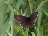 maudoc.com • Erebia euryale •  IMG_0101.jpg   Erebia euryale : Erebia, Farfalla, Erebia euryale