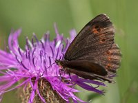 maudoc.com • Erebia euryale •  IMG_0172.jpg   Erebia euryale : Farfalla, Erebia, Erebia euryale