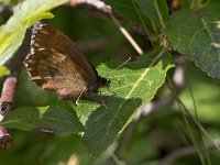 maudoc.com • Erebia euryale •  IMG_0644.jpg   Erebia euryale : Farfalla, Erebia, Erebia euryale