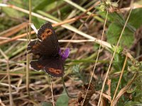 maudoc.com • Erebia euryale •  IMG_1193.jpg   Erebia euryale : Erebia, Farfalla, Erebia euryale