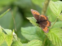 maudoc.com • Erebia euryale •  IMG_5060.jpg   Erebia euryale : Farfalla, Erebia