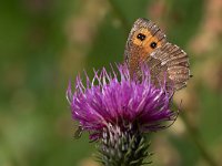 maudoc.com • Erebia euryale •  IMG_5233.jpg   Erebia euryale : Farfalla, Erebia