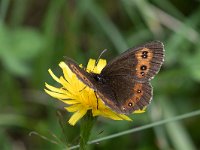 maudoc.com • Erebia euryale •  IMG_5610.jpg   Erebia euryale : Erebia, Farfalla, X id