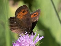 maudoc.com • Erebia euryale •  IMG_7662a.jpg   Erebia euryale : Erebia, Farfalla