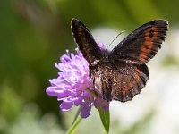 maudoc.com • Erebia euryale •  IMG_7694a.jpg   Erebia euryale : Erebia, Farfalla