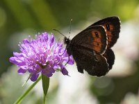 maudoc.com • Erebia euryale •  IMG_7696.jpg   Erebia euryale : Erebia, Farfalla