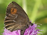 maudoc.com • Erebia euryale •  IMG_7744.jpg   Erebia euryale : Erebia, Farfalla