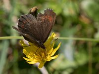 maudoc.com • Erebia euryale •  IMG_8679.jpg   Erebia euryale : Farfalla, Erebia, Erebia euryale