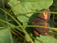 maudoc.com • Erebia euryale •  IMG_9071.jpg   Erebia euryale : Farfalla, Erebia