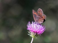 maudoc.com • Erebia ligea •  IMG_0052.jpg   Erebia ligea : Erebia, Farfalla, Erebia ligea