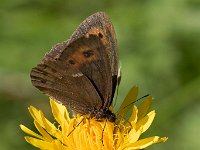 maudoc.com • Erebia ligea •  IMG_0434.jpg   Erebia ligea : Farfalla, Erebia, Erebia ligea