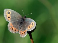 maudoc.com • Erebia ligea •  IMG_0740.jpg   Erebia ligea : Farfalla, Erebia, Erebia ligea