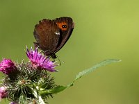 Erebia ligea